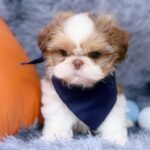 male Shih Tzu puppy