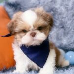 male Shih Tzu puppy