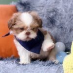 male Shih Tzu puppy
