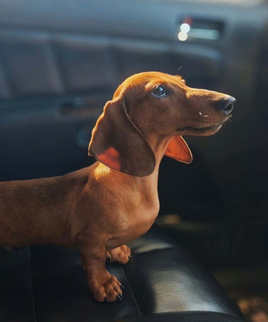 male Miniature Dachshund puppy